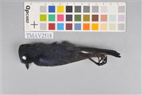 藏品(白尾鴝)的圖片